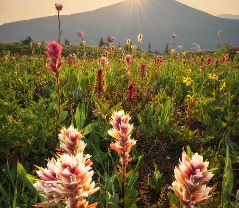 A meadow of wildflowers at sunrise in the Purcell Mountains photographed by Nick Fitzhardinge.