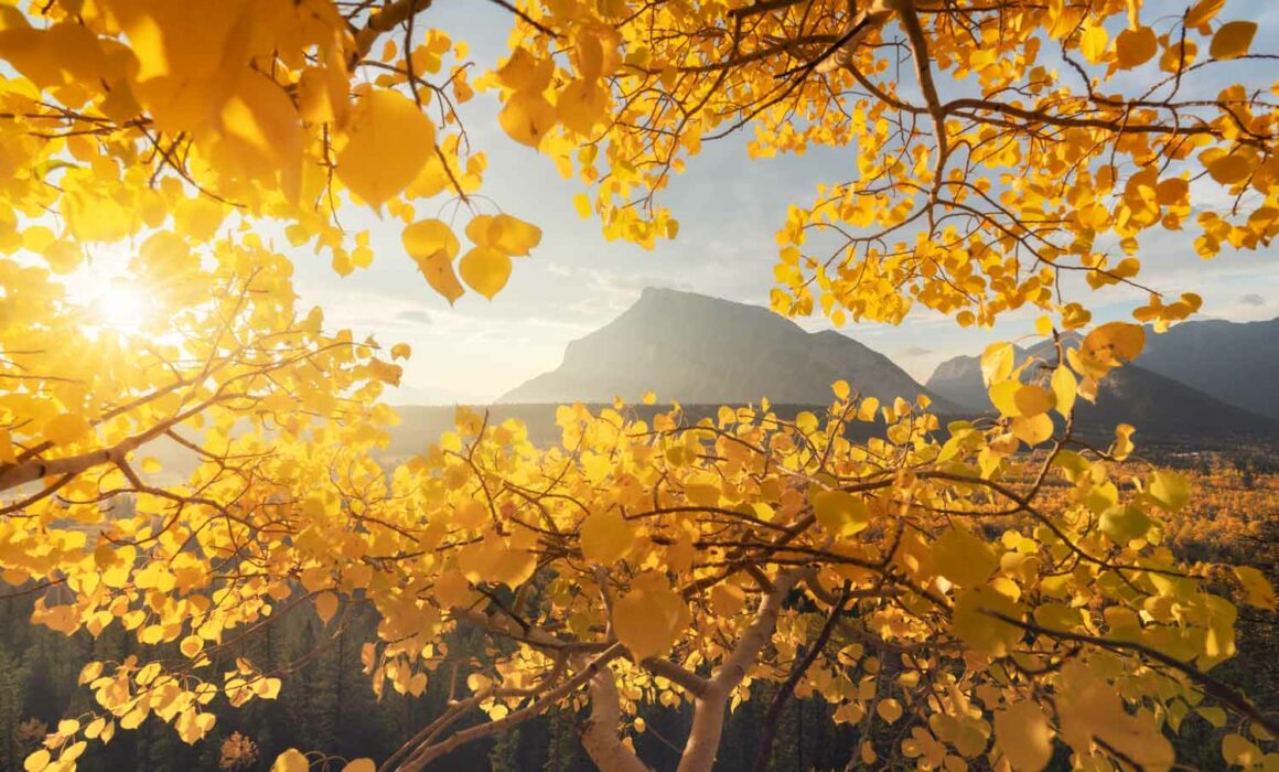 A trembling aspen tree lit by morning light framing Mt Rundle near Banff photographed by Nick Fitzhardinge.