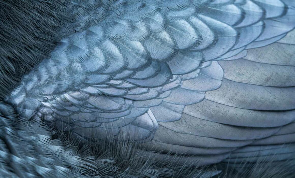 A telephoto shot filling the frame of the feathers on a raven's back photographed by Nick Fitzhardinge.