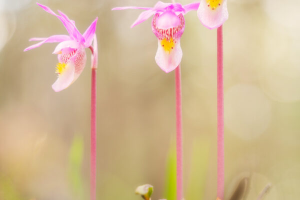 Three Calypso Orchids close up with a shallow depth of field photographed by Nick Fitzhardinge.