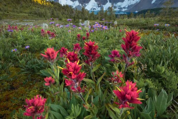 Red paintbrush flowers growing below Floe Peak at sunset photographed by Nick Fitzhardinge.