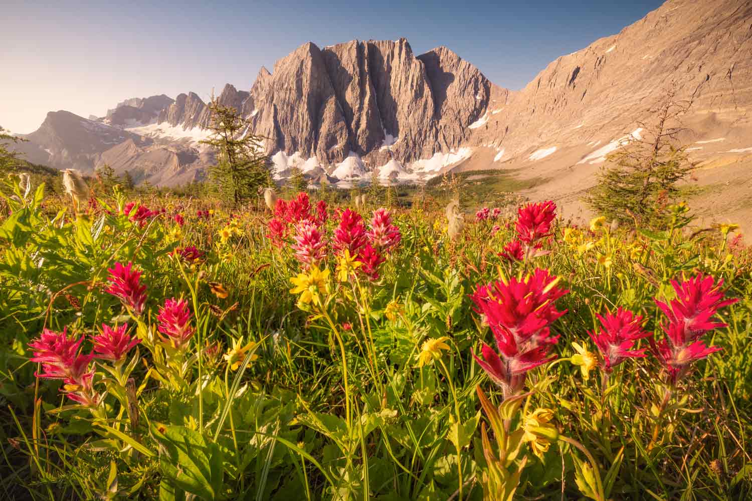 Numa-Pass-Floe-paintbrush-summer-wildflowers-Kootenay-Nick-Fitzhardinge-website