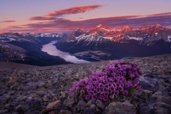 Purple Saxifrage alpine wildflowers growing in a harsh environment near the top of Windtower Mountain photographed by Nick Fitzhardinge.